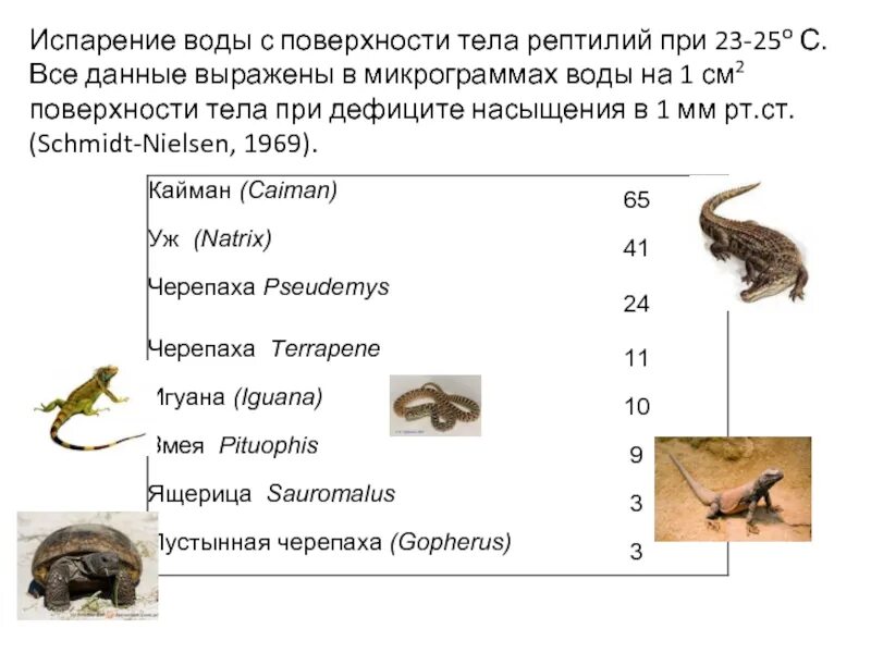 Температура тела у рептилий. Испарение воды с поверхности тела. Водно солевой обмен у рептилий. Температура тела пресмыкающихся. Как пресмыкающиеся приспособились к жизни на суше.