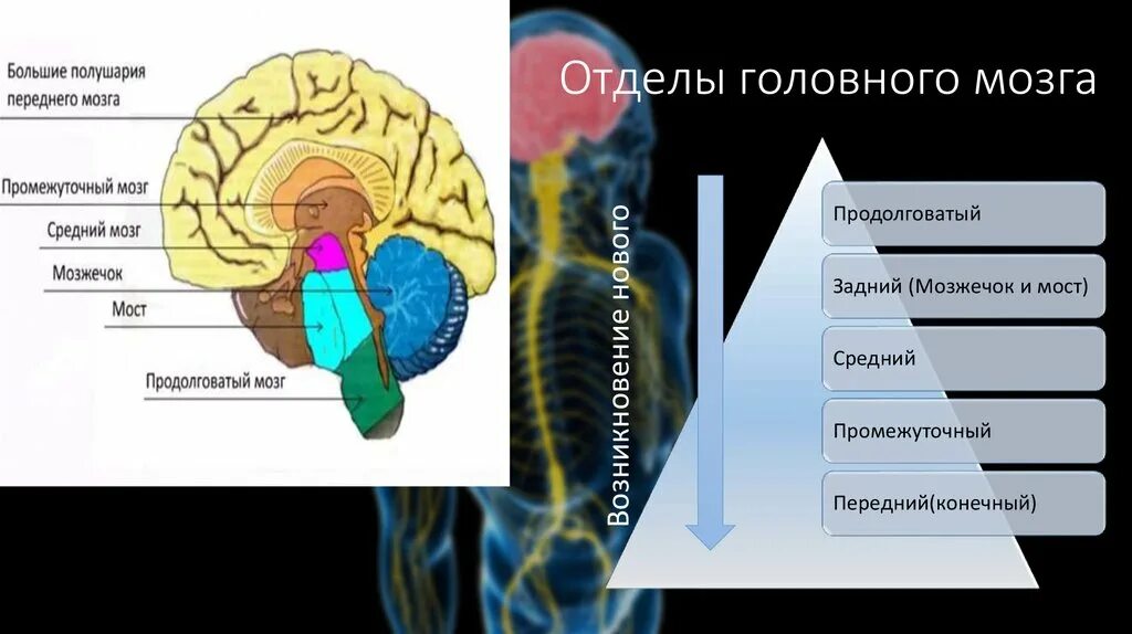 Продолговатый задний средний промежуточный конечный мозг. Передний и задний мозг отделы. Отделы головного мозга передний средний задний. Передний мозг промежуточный мозг и большие полушария. Задний отдел мозга включает