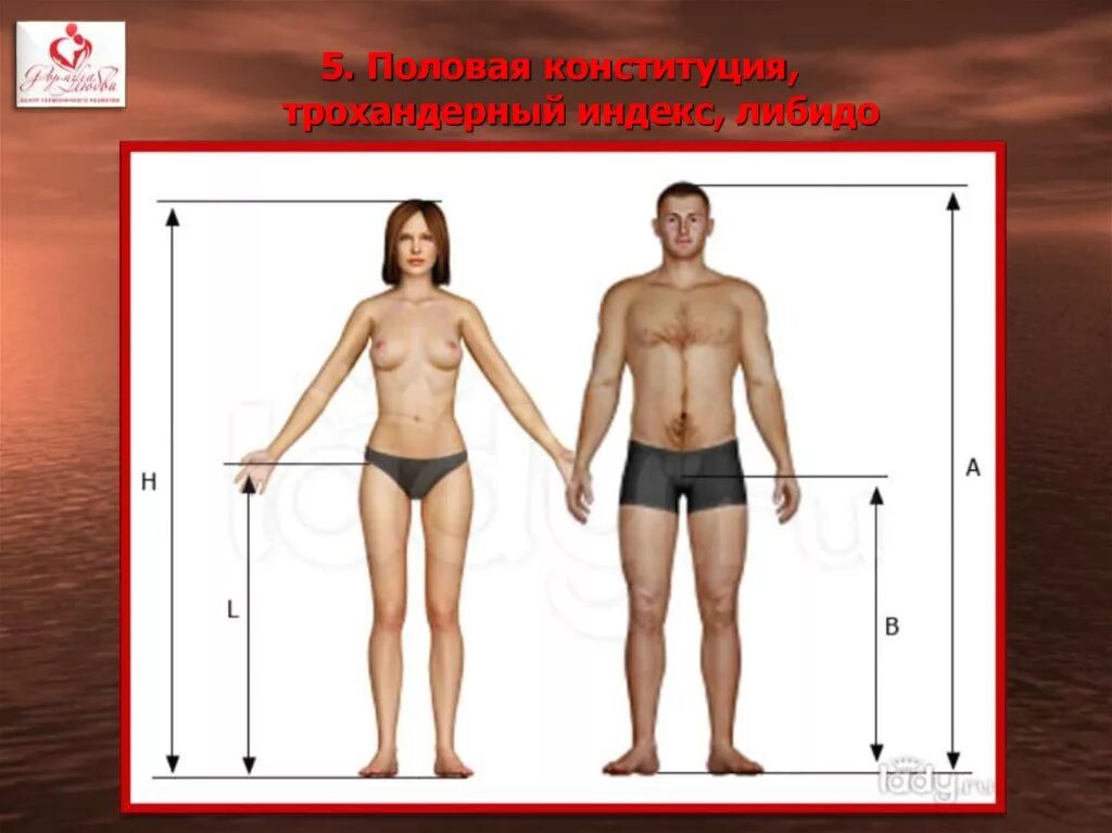 У человека есть пол. Трохантерный индекс. Длина ног мужчин и женщин. Соотношение длины ног и туловища. Соотношение длины ног рук и туловища у мужчин.