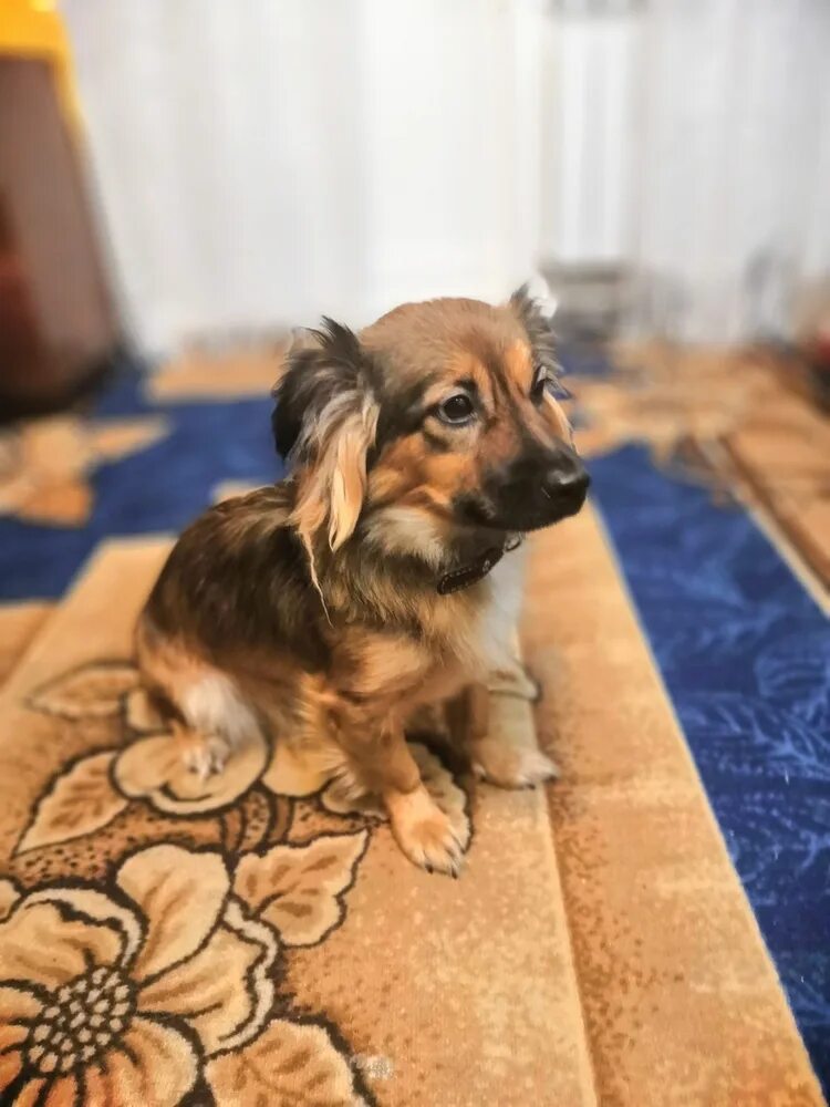 отдаю даром маленьких собачек. приют маленьких собак. взять щенка из приюта. забавный щенок. порода золотистый ретривер.