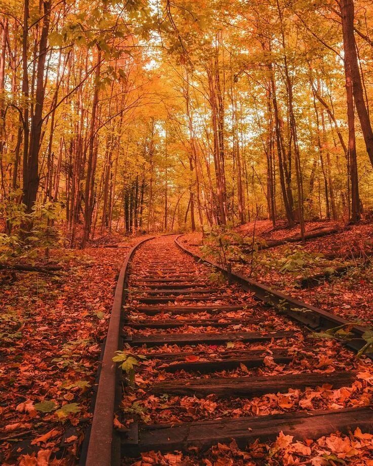Fall like. Дорога осень лес Канада. Осень в Онтарио. Осенний лес в Канаде dsquared2. Ontario.