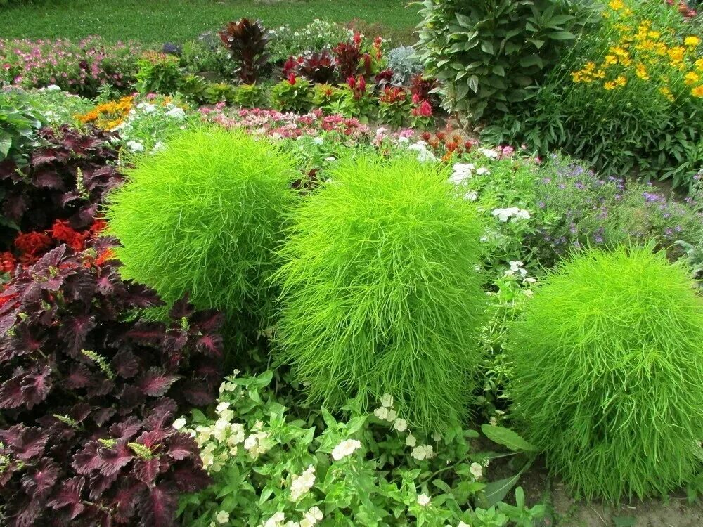 Как выглядит кохия. Кохия веничная. кохия веничная (kochia scoparia).
