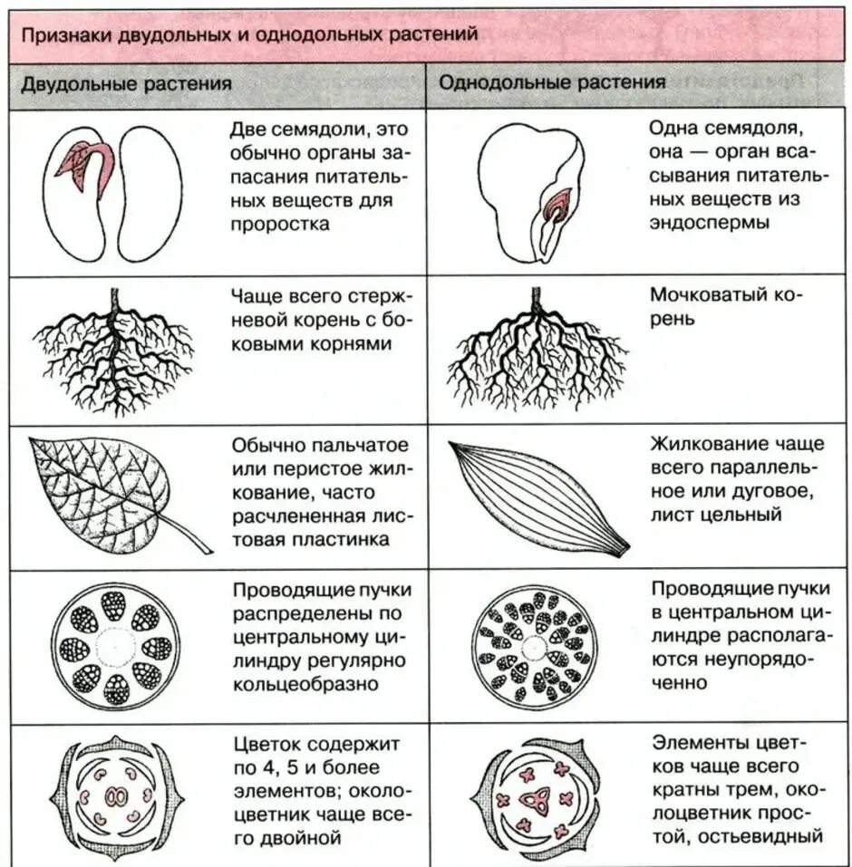 Корни двудольных и однодольных растений. Признаки однодольных и двудольных. Признаки однодольных и двудольных растений. Признаки однодольных и двудольных растений таблица. Различия однодольных и двудольных растений.