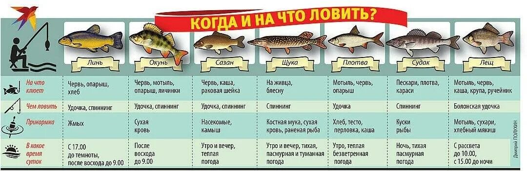 На что мошно ловить рыбе. На что можно лов ть рыбу. На что клюет рыба. Курую рыбу запрещено ловить.