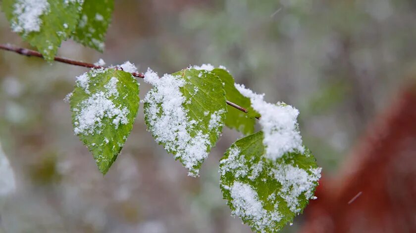 Летний снег. Бывает ли летом снег. Хамасице Summer Snow. Первый снег и лето картинки. Летний снег 1 серия.