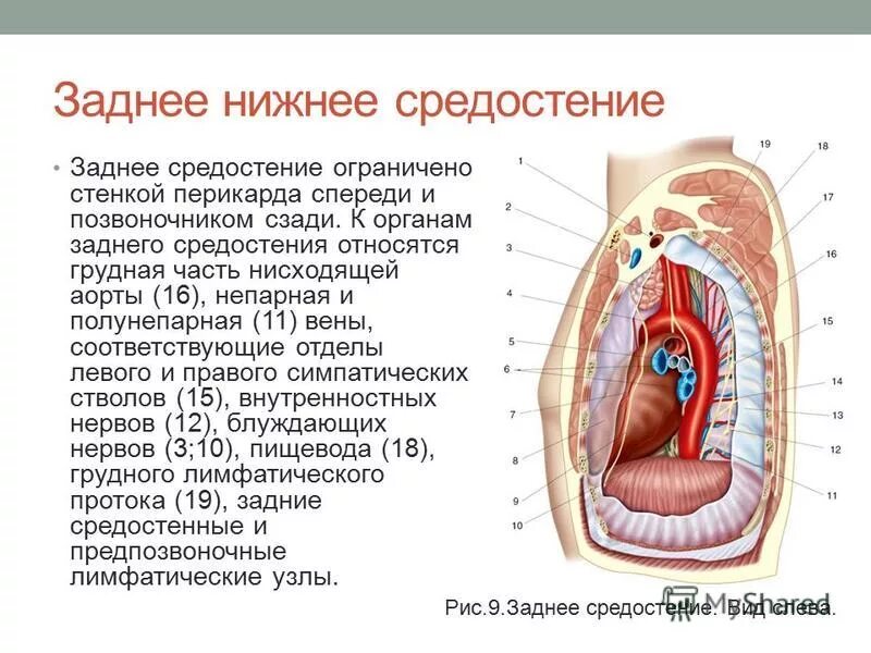 Границы средостения анатомия. Топография Нижнего отдела средостения. Пищевод в заднем средостении. Заднее нижнее средостение.