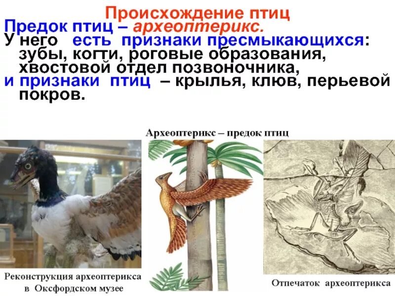 Признаки рептилий и птиц. Археоптерикс и Эволюция. Археоптерикс Эволюция птиц. Предок археоптерикса. Предки птиц.