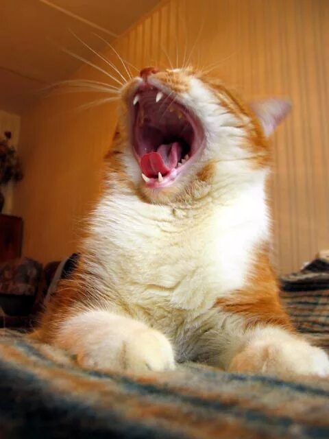 раньше всех проснулся кот поднял рыжий хвост