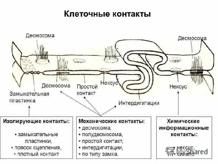 Строение клеточных контактов. Хлами контакты. Пайка провода xlr. Разъем плоский рпи-м 1,5-(6,3). Типы межклеточных соединений.