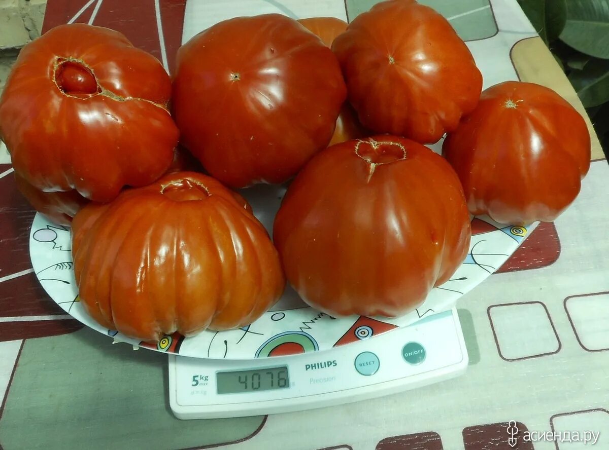 Сорт томатов хоумстед. Томат хоумстед отзывы характеристика. Семена томат хоумстед аэлита. Семена томат хоумстед. Сорт томатов хоумстед.