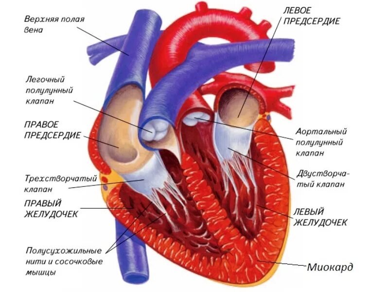 Строение сердца человека анатомия в разрезе. Строение сердца внешний вид и в разрезе. Строение клапанов сердца. Сердце сердечно сосудистая система анатомия. Миокард левого предсердия