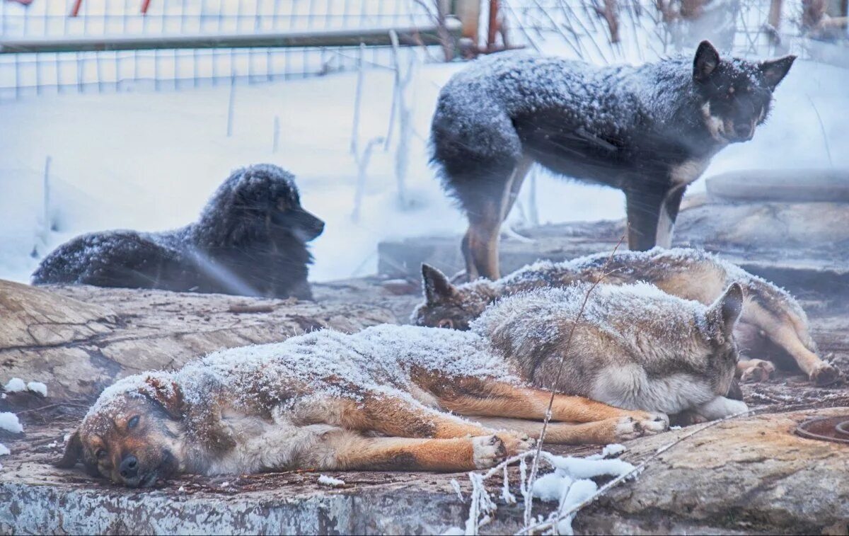 Бездомные собаки зима. Бродячие собаки зима. Бездомные животные зимой. Стая голодных