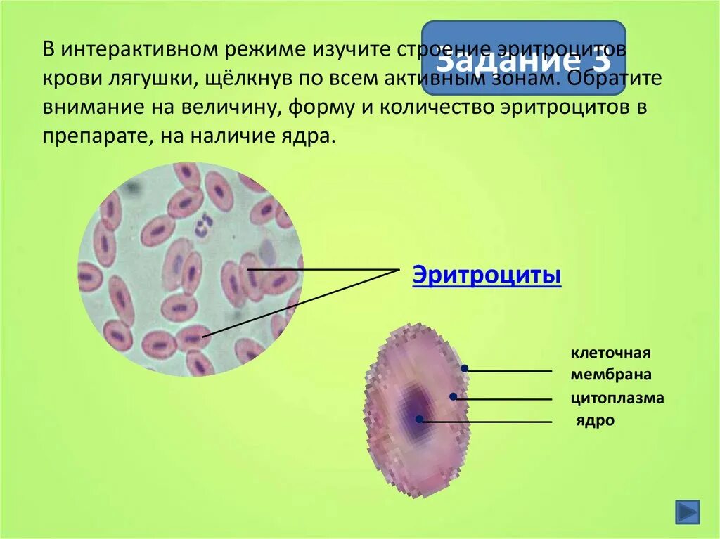 Строение эритроцита человека. Строение клетки крови лягушки под микроскопом. Строение эритроцитов крови человека и лягушки. Строение крови лягушки под микроскопом эритроциты. Клетки крови человека и лягушки под микроскопом.