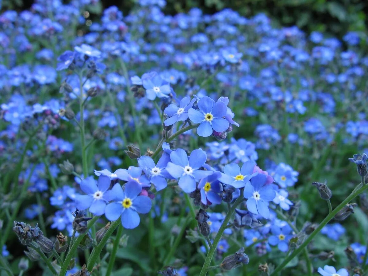 Поле незабудок. Незабудка Лесная Myosotis sylvatica. Незабудка Полевая (Myosotis arvensis). Незабудка Лесная Форгетминот. Незабудка Альпийская Лесная Полянка.