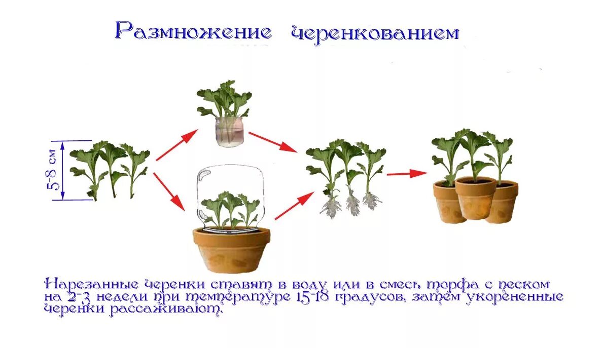 Как посадить цветок русский язык