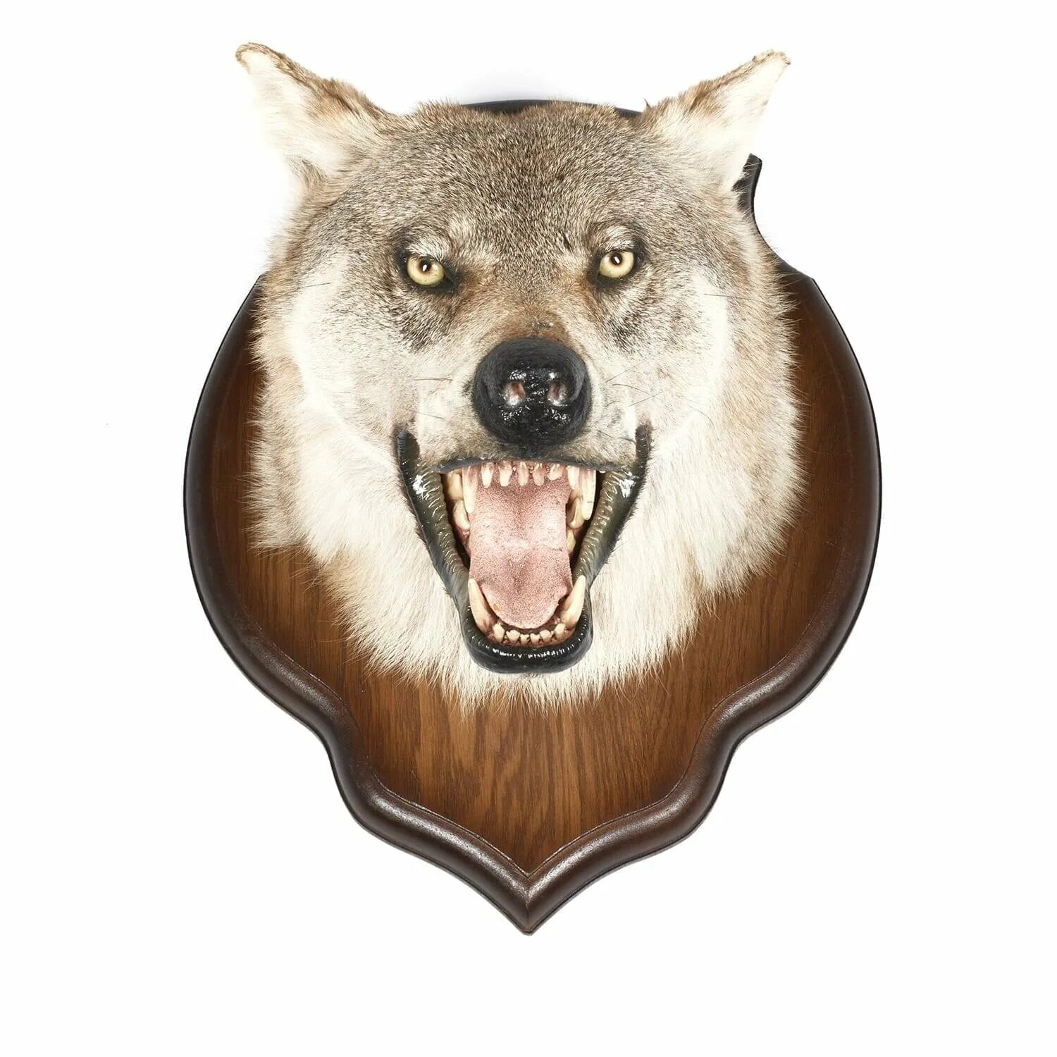 таксидермия головы волка. таксидермия фигура волка. чучело волка на стену. чучело волка на стену. таксидермия головы волка.