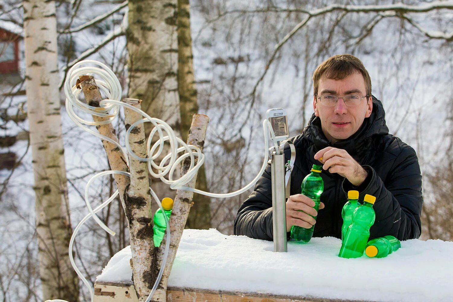 Пьют ли кленовый сок. Берёзовый сок.