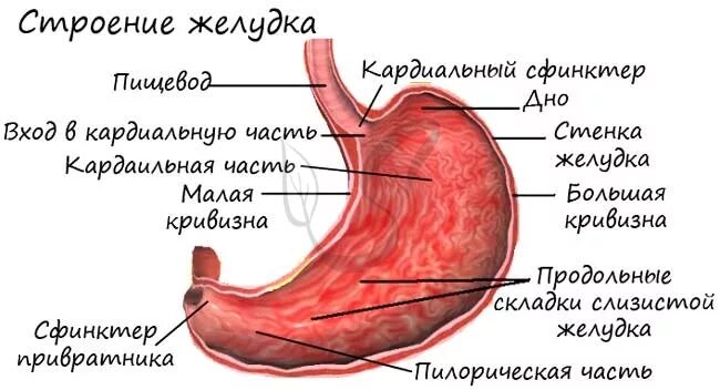 Строение желудка человека анатомия. Желудок человека строение рисунок анатомия. Строение желудка ЕГЭ биология. Строение желудка анатомия кратко. Язвенный латынь