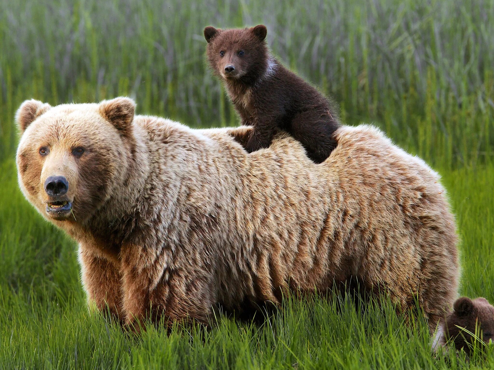 Сибирский бурый медведь. Russian animal. Камчатский бурый медведь. Russian animal. Russian animal.