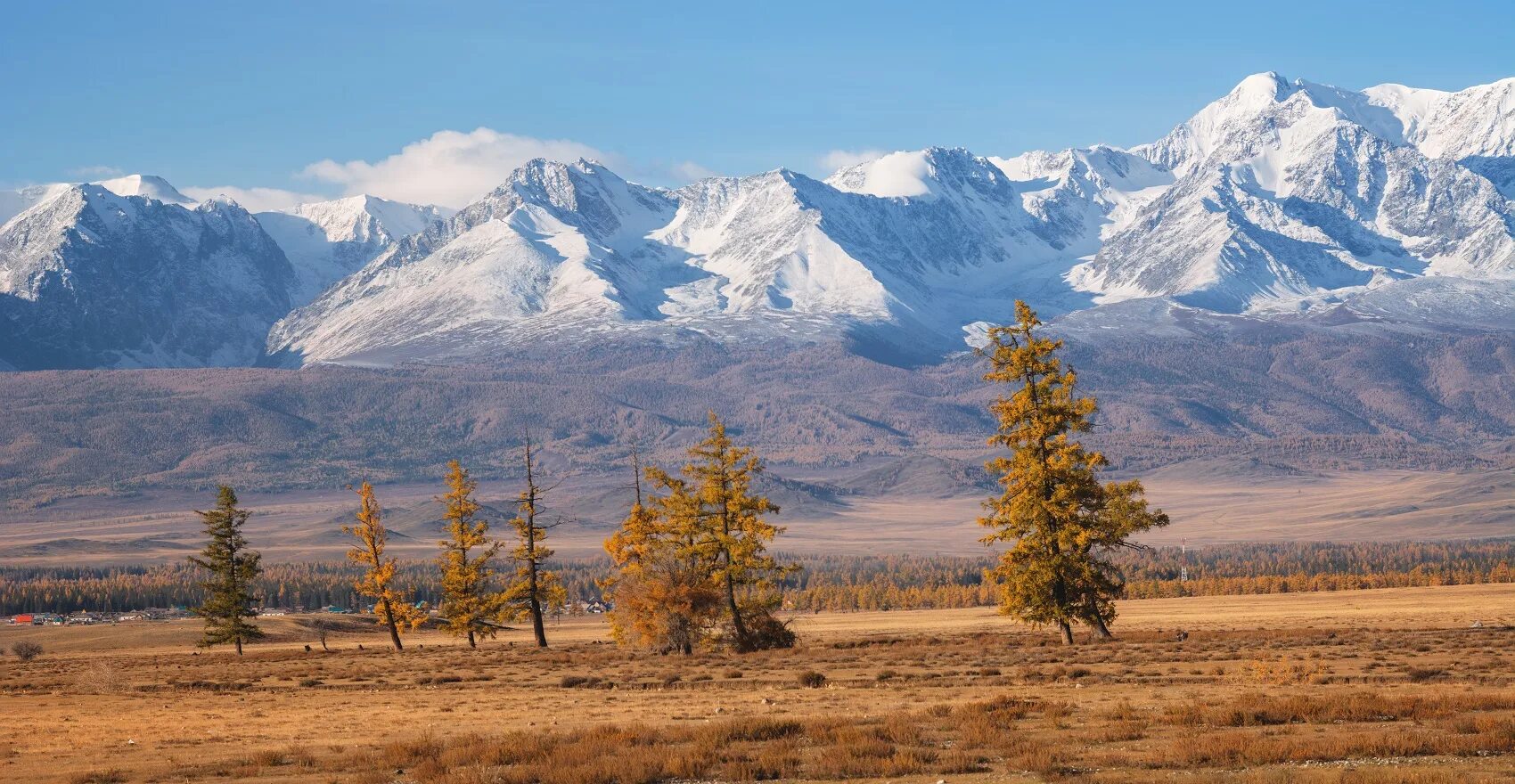 Курай кош агачский район