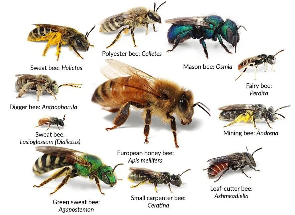 Различия пчел. Разновидность пчел название. Породы пчел в России названия. Породы медоносных пчел. Породы пчёл с фото и описанием.