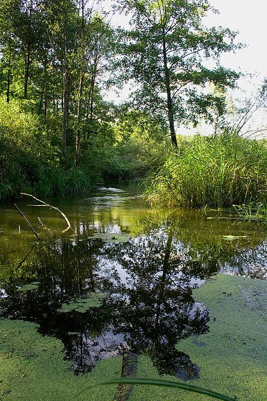 Гремяч черниговской. Село гремяч. Гремяч новгород-северский черниговская область. Село гремяч черниговская область. Село гремяч черниговская область.