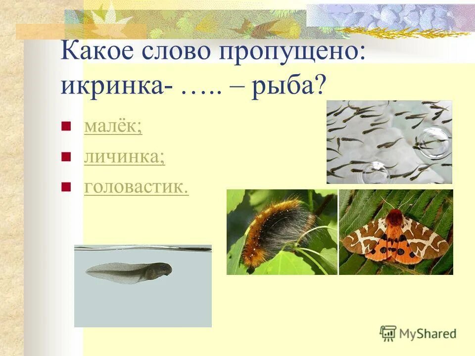 Тест разнообразие животных. Размножение животных проверочная работа. Размножение и развитие животных 3 класс задания. Вопросы по теме размножение и развитие животных. Основы разведения сельскохозяйственных животных.