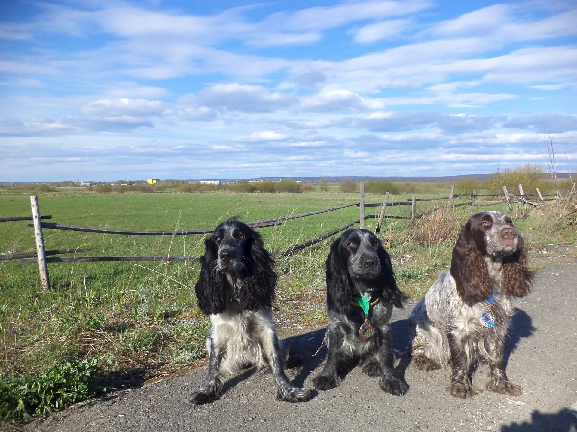 Русский охотничий спаниель размер. Русский охотничий спаниель размер. Русский охотничий спаниель размер. Русский охотничий спаниель размер. Русский охотничий спаниель черный выставка.