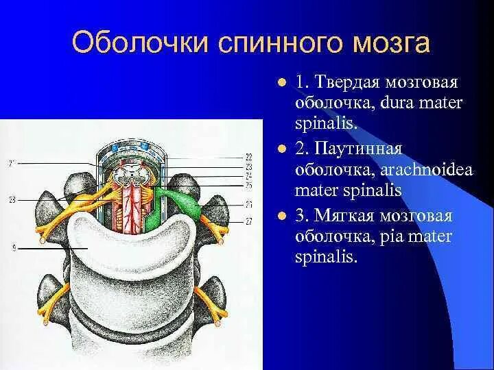 Паутинная мозговая оболочка спинного мозга. Твердая оболочка спинного мозга. Терминальная нить спинного мозга. 3 Оболочки спинного мозга.