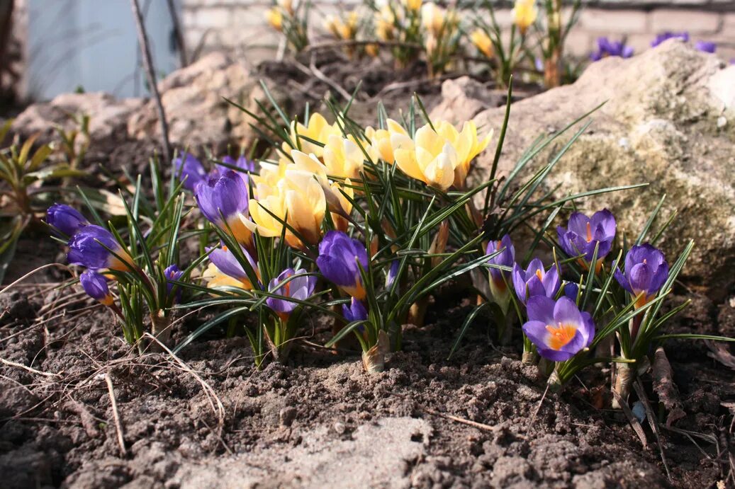 первоцветы адыгеи. первоцветы краснодарского края. берингийский первоцвет. первоцветы клубневые. примула первоцвет.