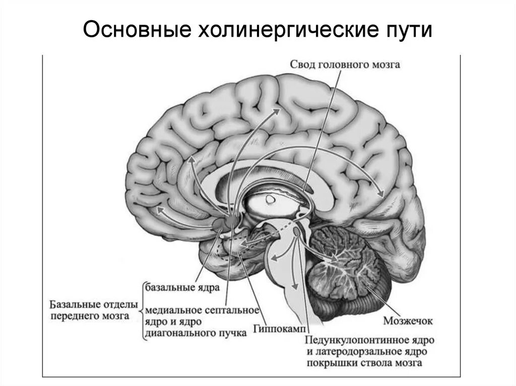 Область ядра мозга. Холинергическая система переднего мозга. Базальная холинергическая система. Ацетилхолиновая система головного мозга. Базальные отделы переднего мозга.