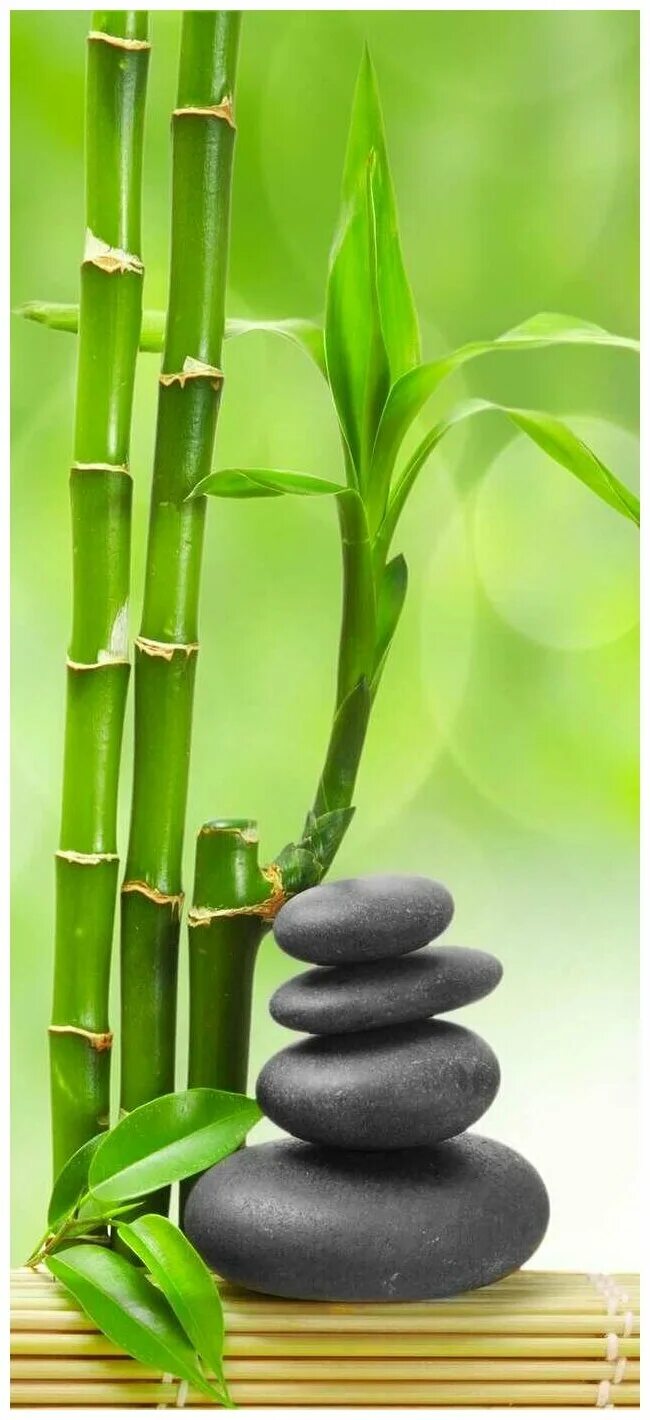 японский бамбук мадаке. бамбук широшима. бамбук жизни вертера.