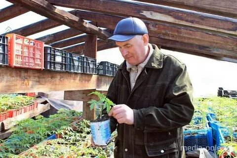 Любители овощеводы