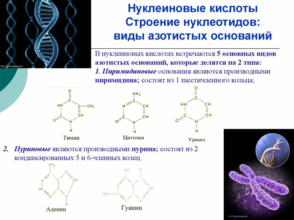 Структура нуклеиновых кислот формула. Нуклеиновые кислоты строение структура. Строение нуклеиновых кислот формула. 1. Структура и свойства нуклеиновых кислот. Нуклеиновые кислоты состоят из молекул