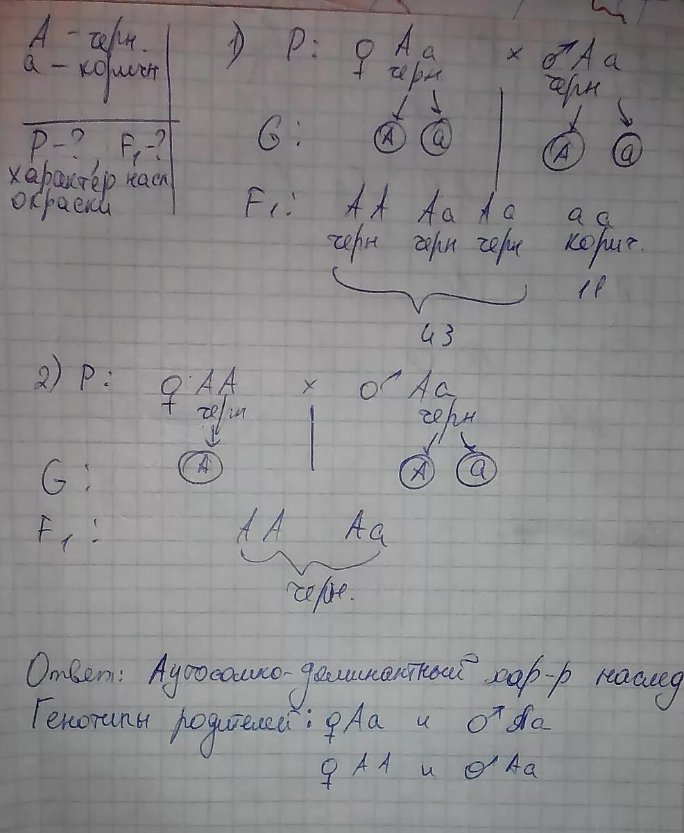 Две чёрные самки мыши скрещивались с коричневым. Черная самка мыши скрещиваются с коричневым самцом. Коричневого самца мыши скрестили с 2 черными. Две черные самки мыши скрещивались с коричневым самцом одна. Скрещивали мышей с извитой шерстью нормальной