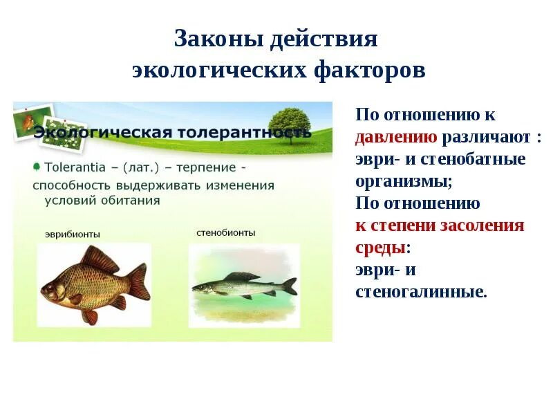 Экологическое отношение привести пример. Экологические характеристики. стенобатные организмы примеры. стеногалинные организмы.