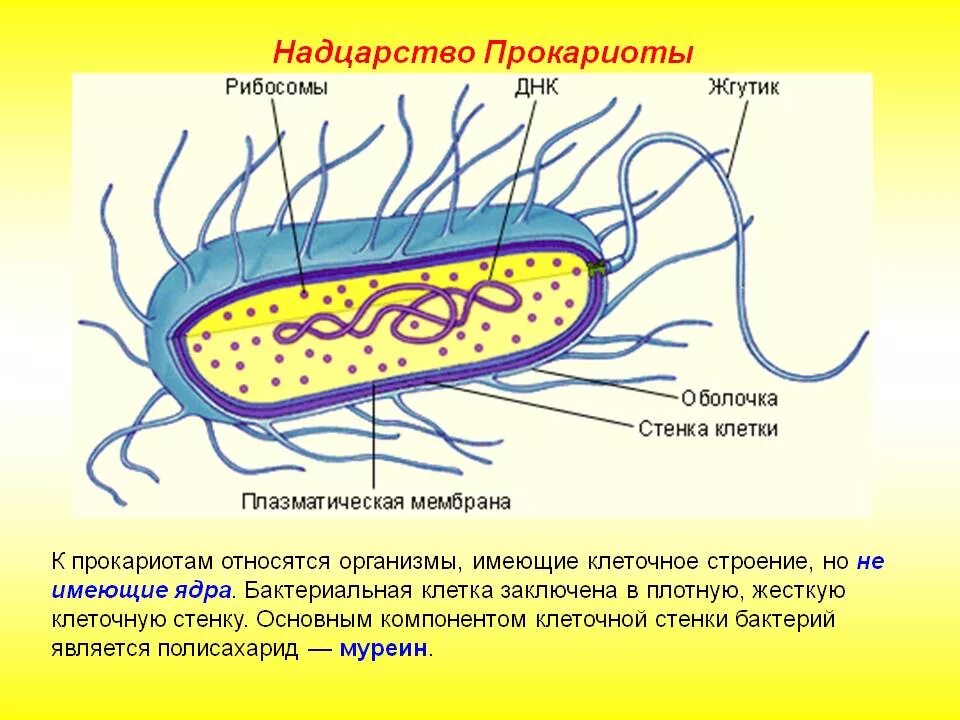 Клетка имеет. Структура клетки прокариот. Строение бактериальной клетки прокариот. Структура прокариотической клетки микробиология. Строение клетки прокариот.