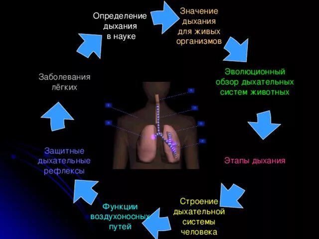 Дыхательные рефлексы человека. Защиты дыхательных рефлексов. Защитные рефлексы дыхательной системы. Респираторные защитные рефлексы. Значение дыхания для живых организмов.