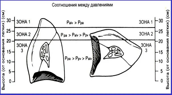 Содержание кислорода и углекислого газа в крови. Соотношение кислорода и углекислого газа в легких. Соотношение кислорода и углекислого газа в легких. Кислород и углекислый газ в крови. Со2 углекислый газ характеристики.