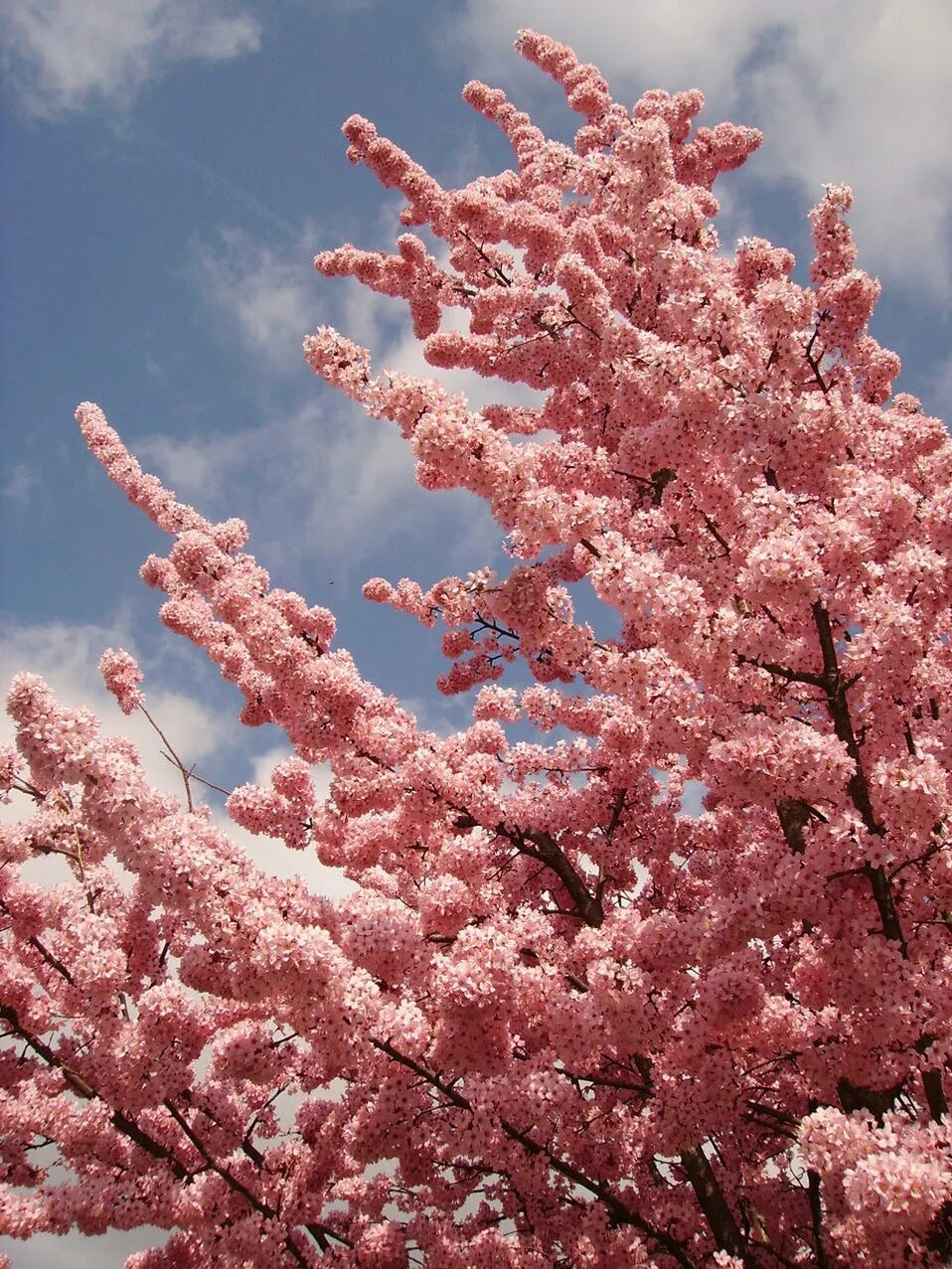 Как цветет сакура фото. Цветение Сакуры. Сакура цветет. Сакура фото. Сакура японская вишня.