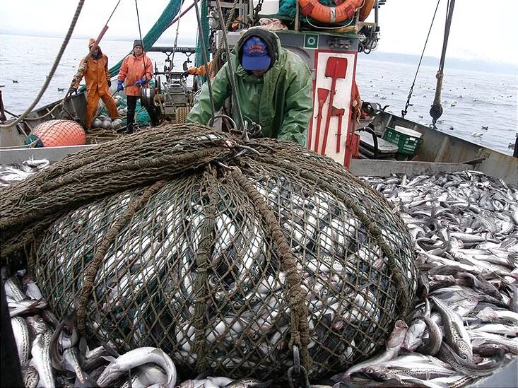 Траловый промысел Баренцево море. Охотское море рыболовство. Рыбная промышленность Сахалина. Сахалин минтай промысел.