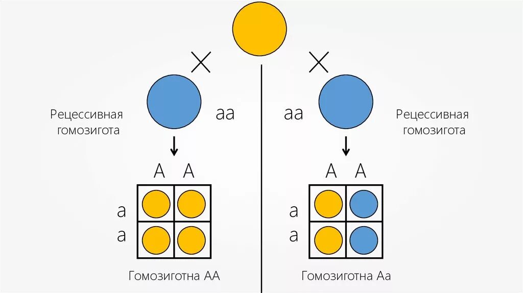 Гомозигота. Дигомозигота Рецесивная. Гомозигота АА. Гомозигота АА гомозигота АА.