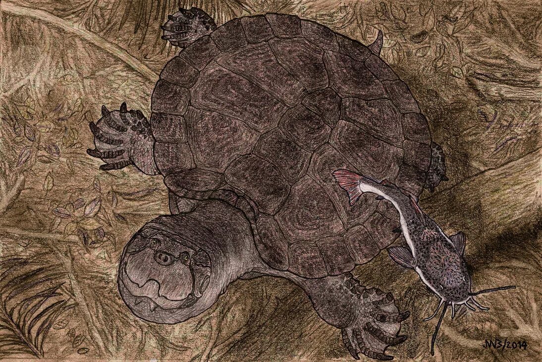 как выглядит черепаха. Sulcata tortoise. черепаха янус двухголовая. род черепахи. египетская сухопутная черепаха.