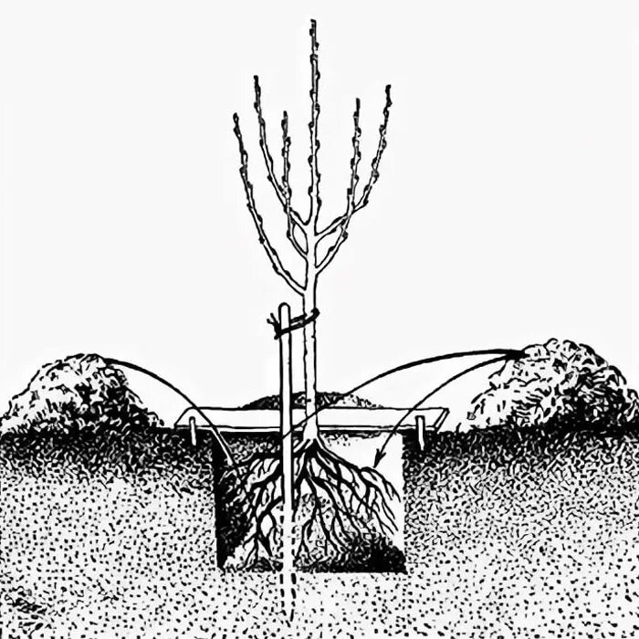 Пр брежного куста. Посадочная яма для дерева. Посадка саженцев персика. Технология посадки плодовых деревьев. Посадочные ямы для плодовых деревьев и кустарников.