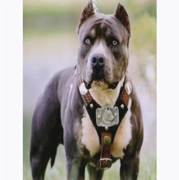 стаффордширский приют. шереметьевский приют для амстаффов и питбулей. стаффорд в приюте. собака американский стаффордширский терьер. американский стаффордширский терьер клички.