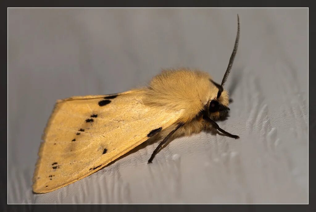 Медведица желтая. Медведица жёлтая (Spilosoma lutea).. Spilosoma lutea бабочка. Spilosoma lutea гусеница. Spilarctia lutea гусеница.