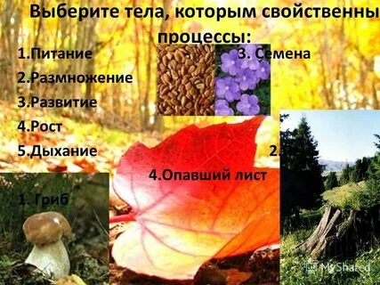 Лист живая природа