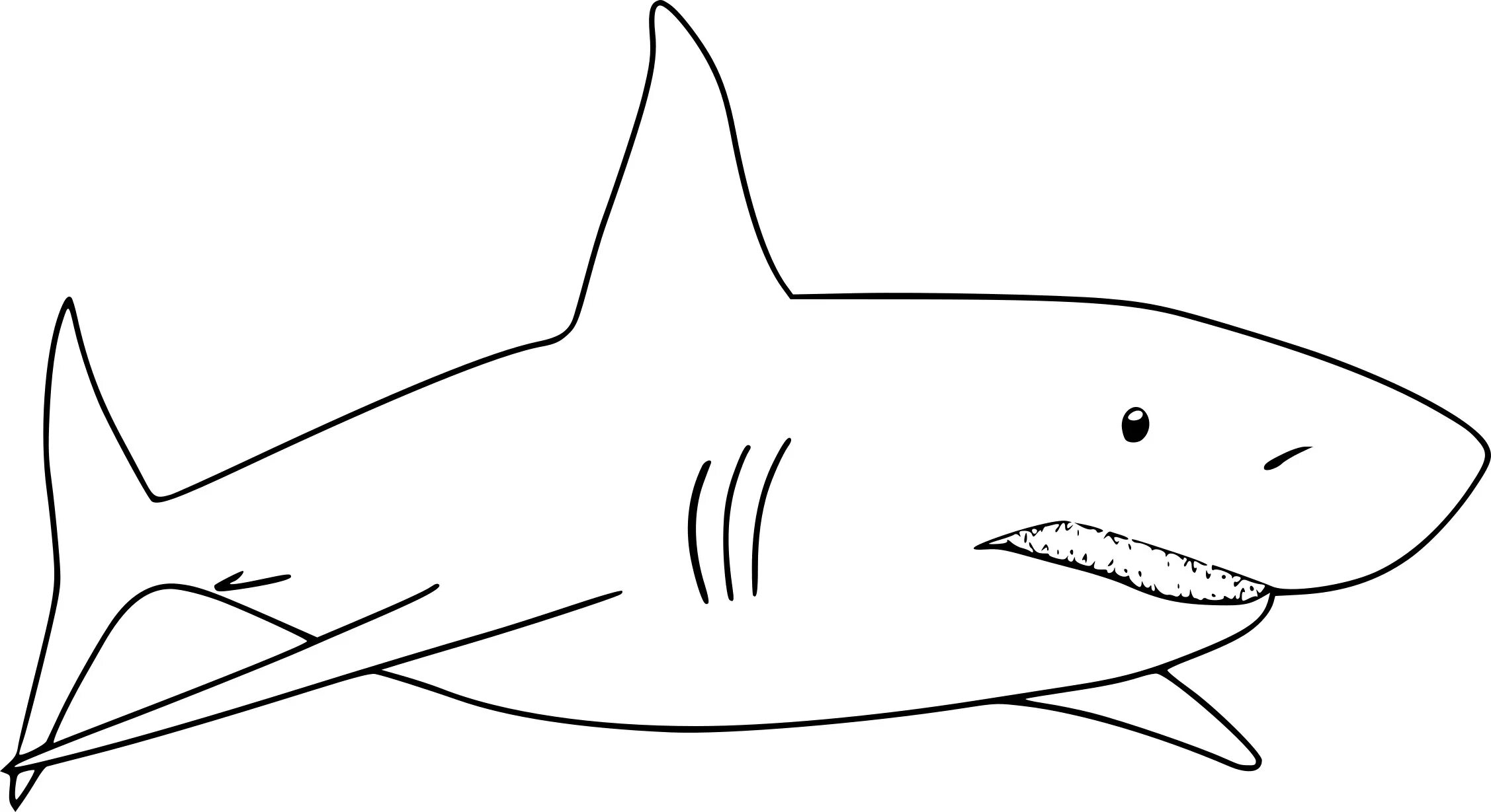 Раскраски акула. Акула раскраска. Акула раскраска для детей. Акела раскраска для детей. Белая акула раскраска.