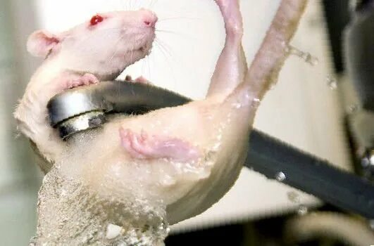 Можно ли мыть мышь. Купание грызунов. Шампуни для крыс домашних. Шампунь для крыс декоративных. Крывка моется.