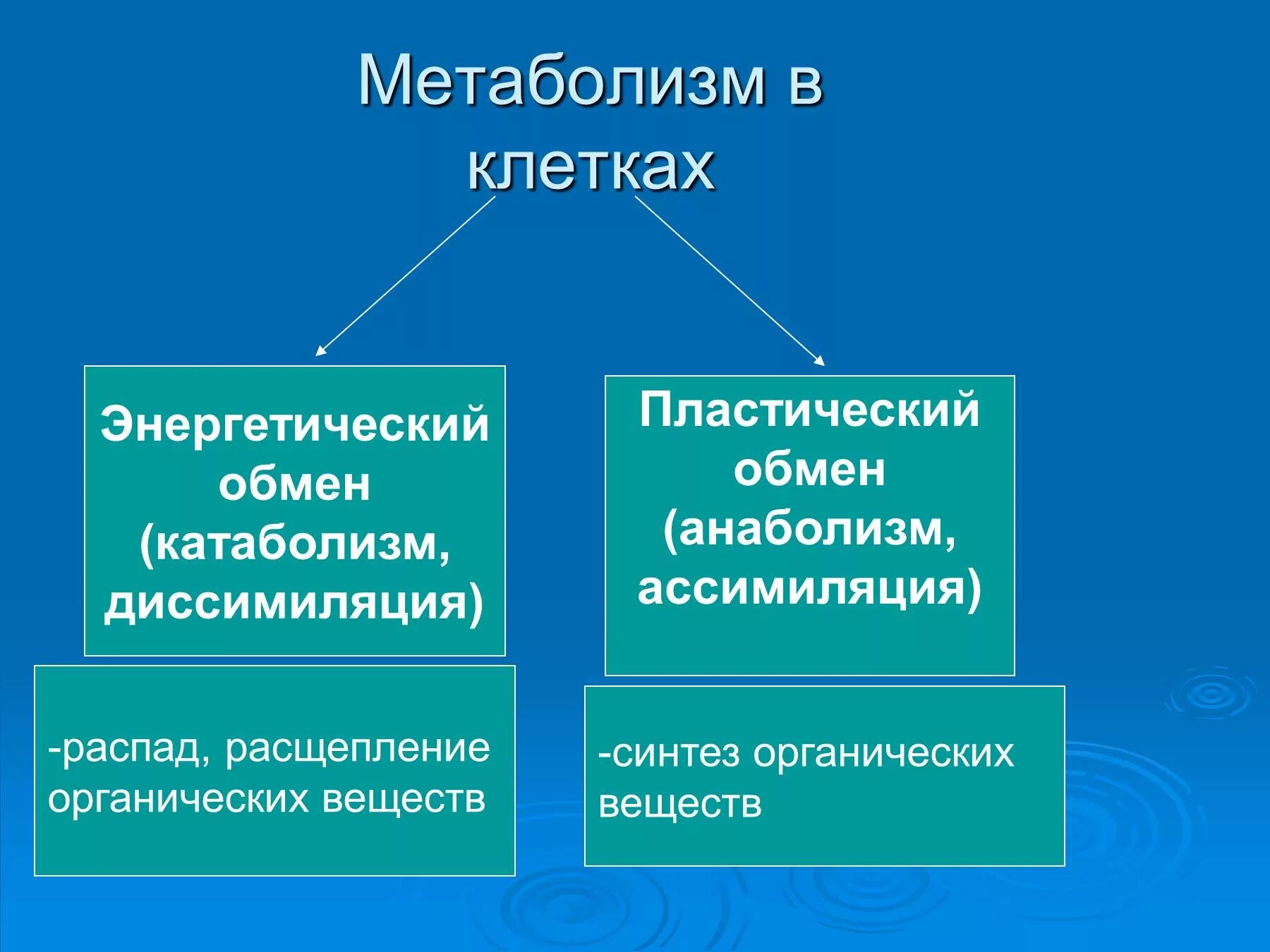 Основные функции обмена веществ. Обмен веществ. Обмен веществ метаболизм. Метаболизм клетки.